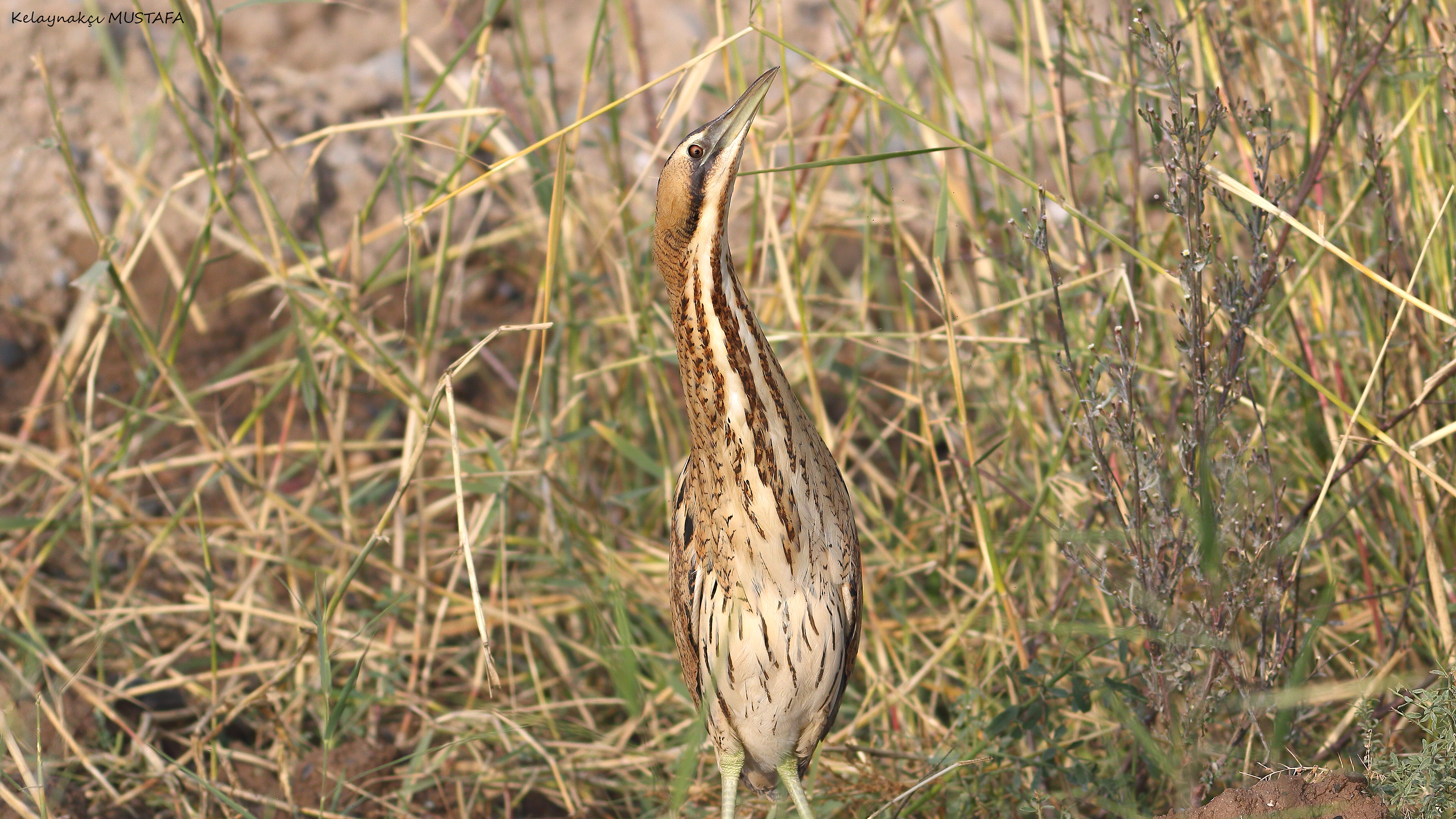 Great Bittern
